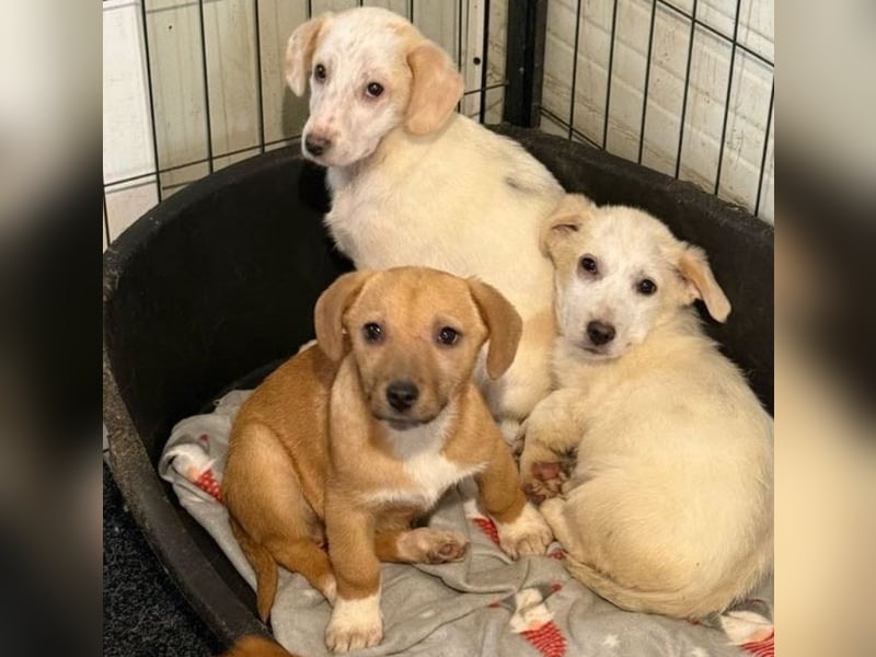 Welpenmädchen Minka sucht Zuhause (D/ LUX/ CH)