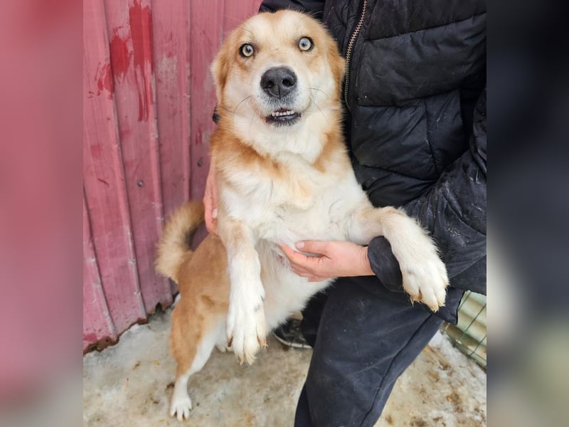 Schmusebacke Ruba - aus der Tötung gerettet