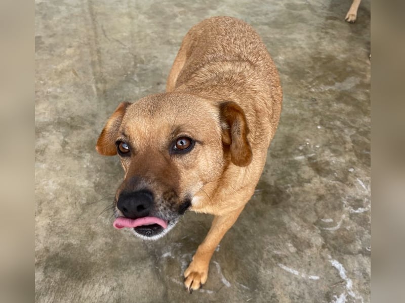 Elly - in Hamburg auf Pflegestelle