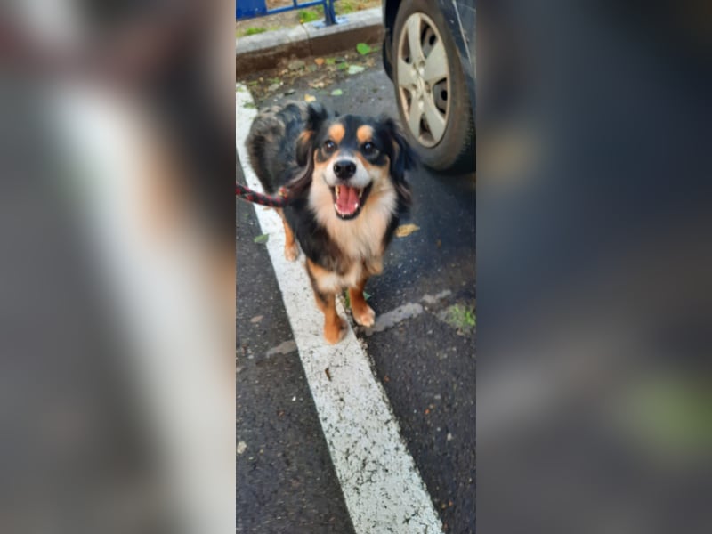 Feinfühliger Begleiter Marty mit großem Herzen