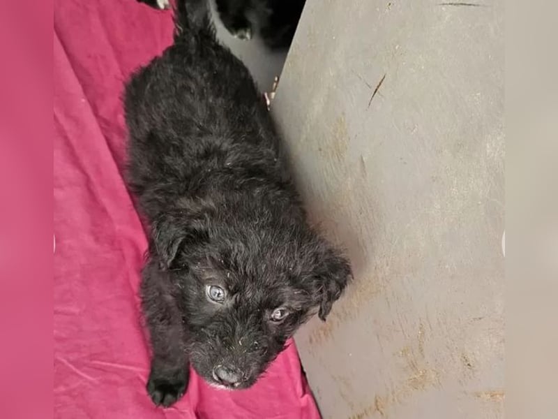 In Luxemburg: Welpe Mads verliert sein Zuhause