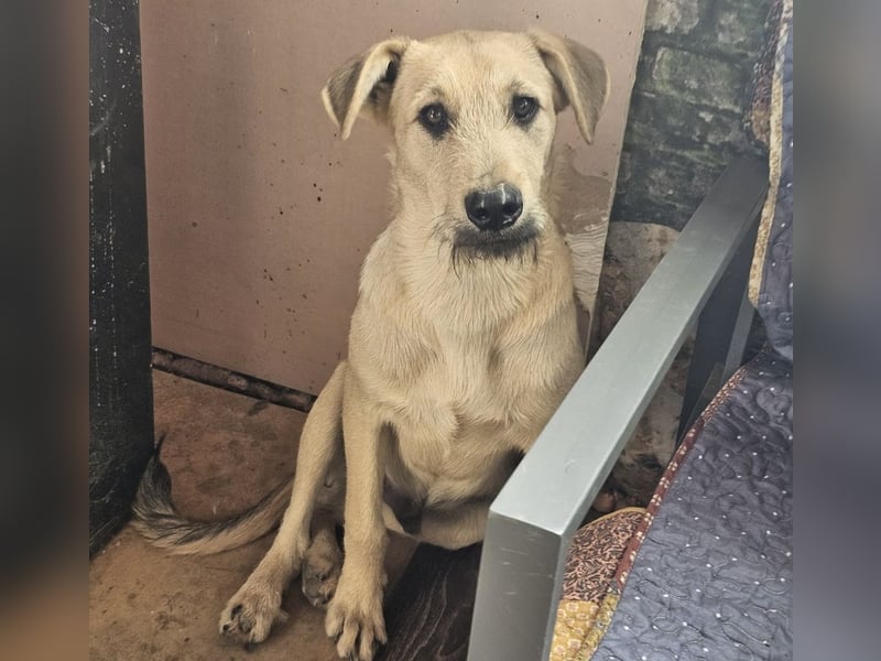 Junghund Lucky sucht Familie (D/ CH/ LUX)