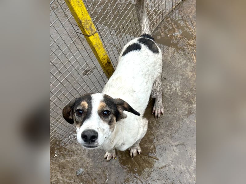 Jampa - lieber, freundlicher Bub!