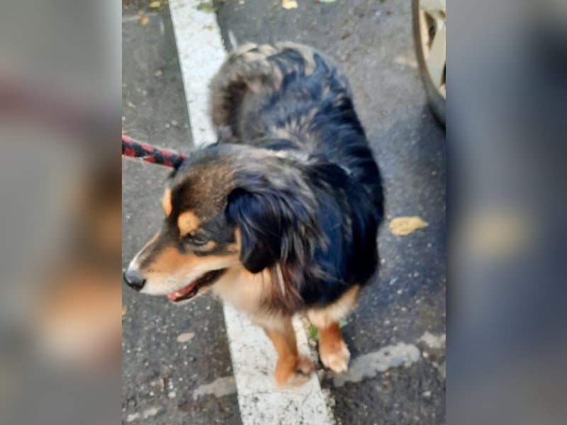 Feinfühliger Begleiter Marty mit großem Herzen