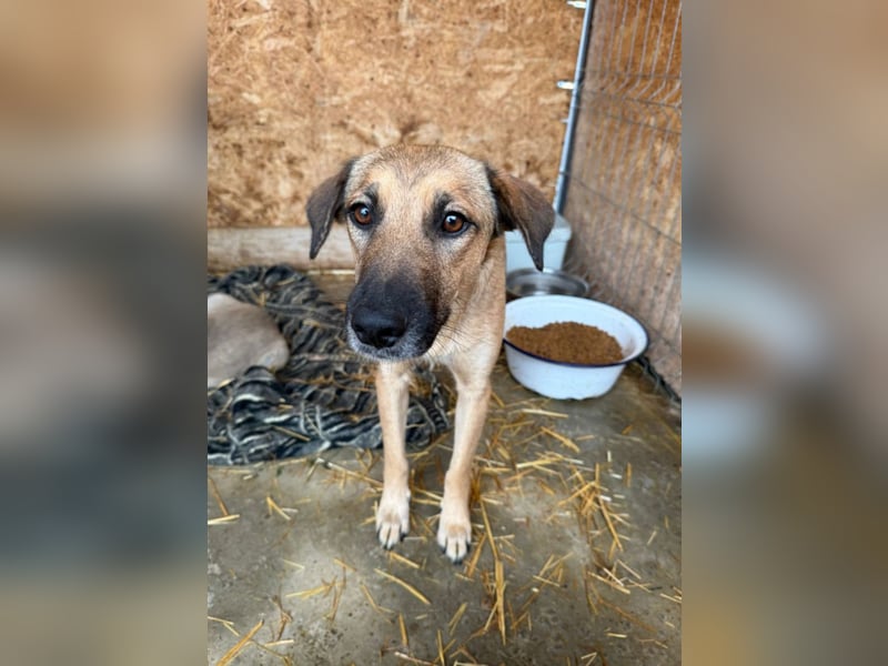 Frida - warmes Körbchen gesucht (deutschlandweit)