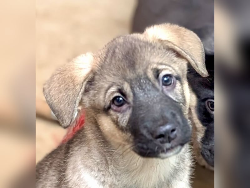 Welpenmädchen Abby sehnt sich nach ihrer Familie