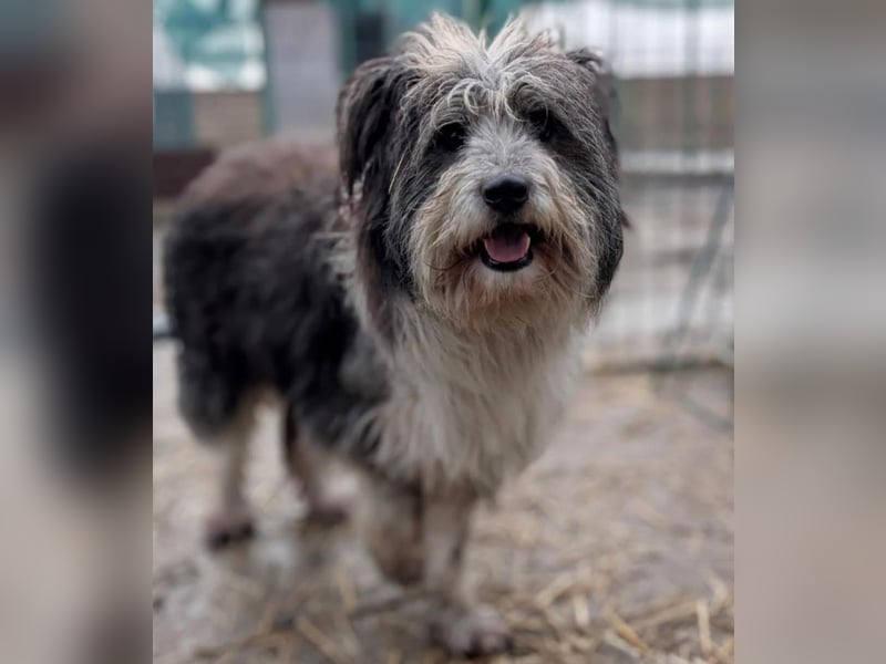 Petzi - kleiner Überlebenskünstler