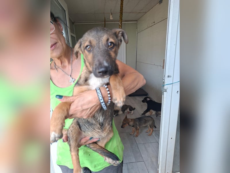 Zuckersüßes Welpenmädchen Caja sucht Zuhause (D/CH/LUX)