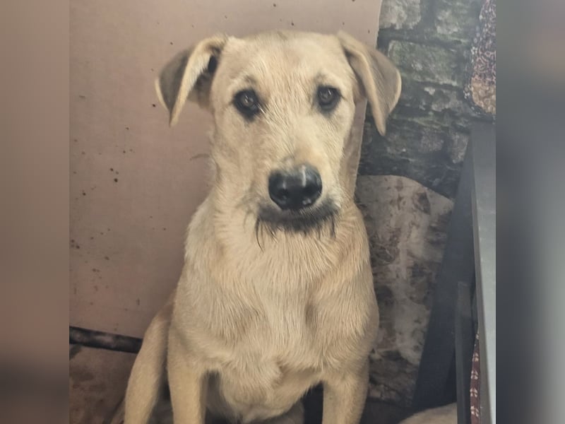 Junghund Lucky sucht Familie (D/ CH/ LUX)