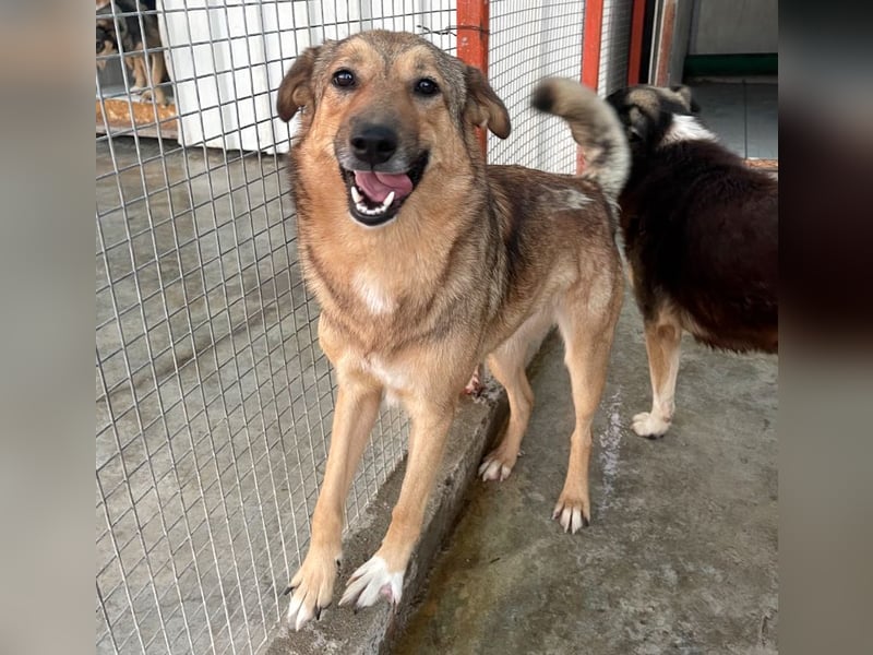 Pebbels - sanfte, liebevolle, treu Hündin (Vermittlung bundesweit)
