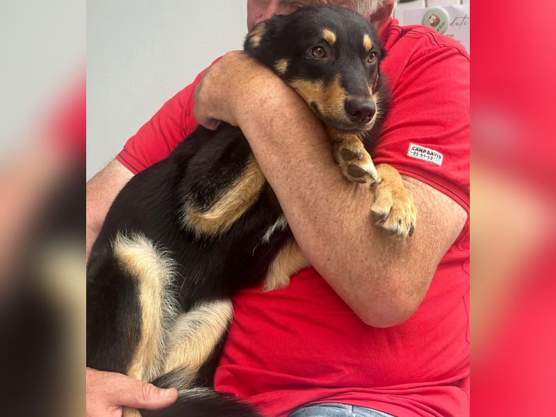 Bobby - auf Pflegestelle in Luxemburg