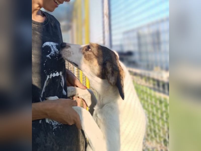 Jampa - lieber, freundlicher Bub!