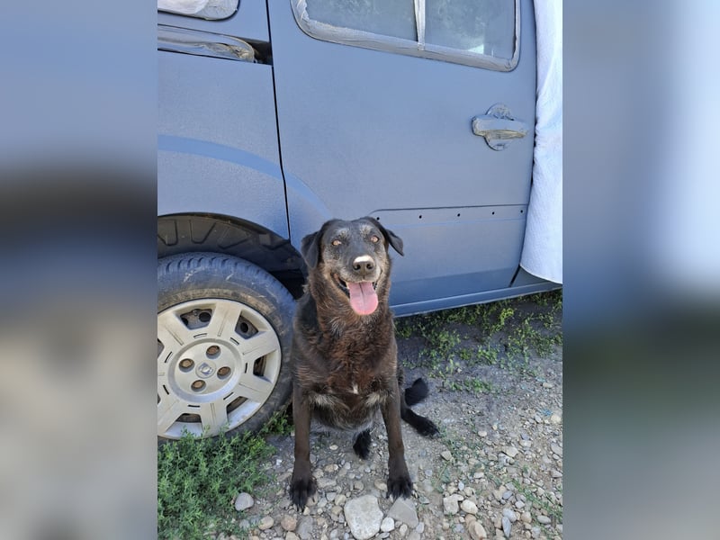 Groh sucht Zuhause mit Freundin Lucky