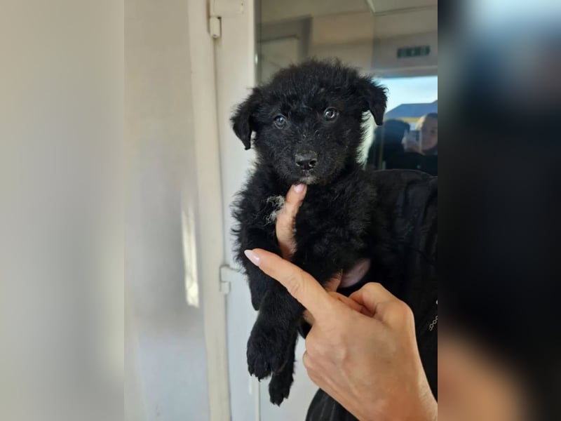 In Luxemburg: Welpe Mads verliert sein Zuhause