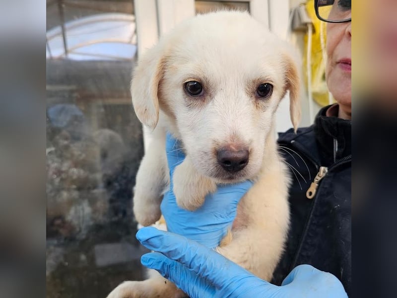 Zurückhaltendes Welpenmädchen Kimby