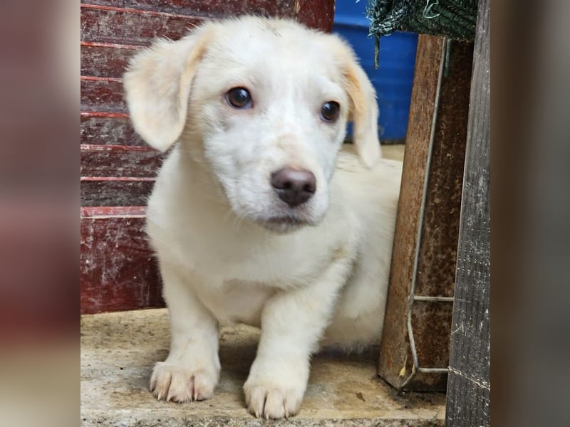 Zurückhaltendes Welpenmädchen Kimby
