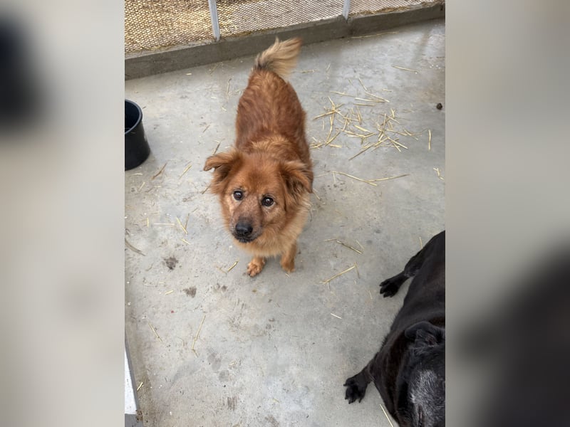 Hündin Lucky sucht Zuhause mit Freundin Groh