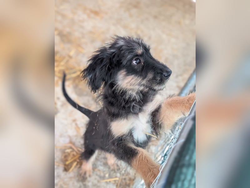 Welpenmädchen Akita sucht eine Familie (deutschlandweit)