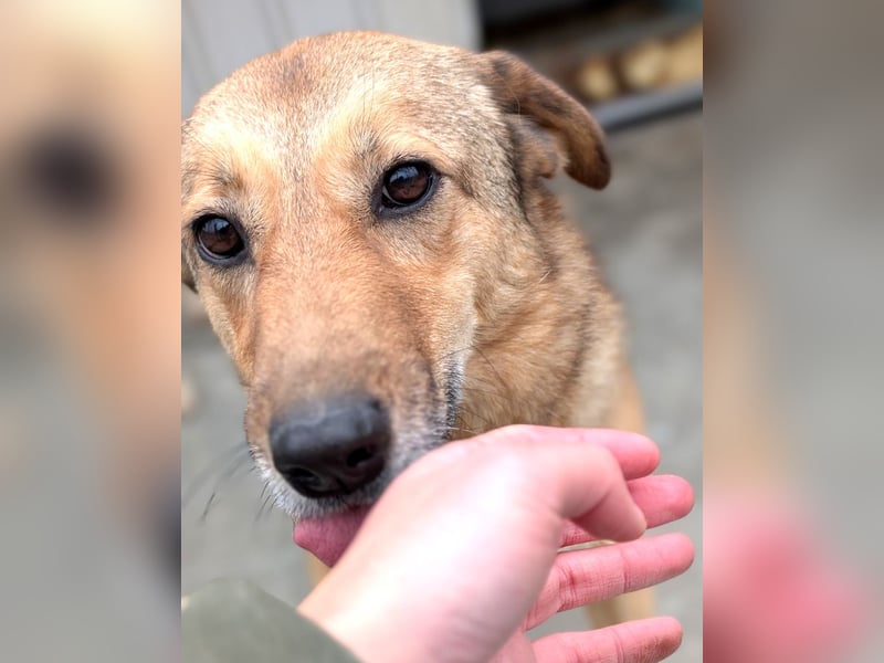 Pebbels - sanfte, liebevolle, treu Hündin (Vermittlung bundesweit)