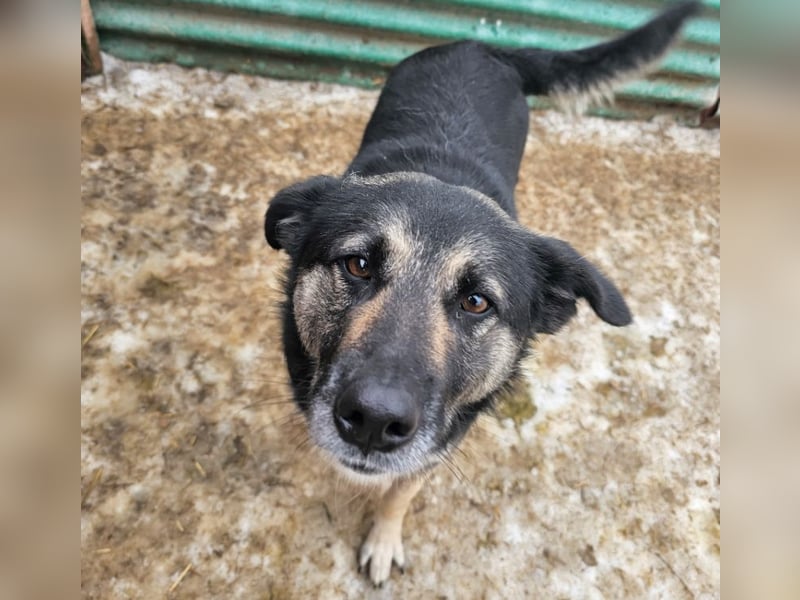 Bounty - sanfte Hündin aus der Tötung sucht Liebe!