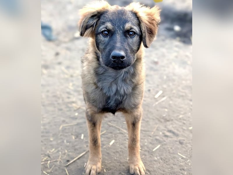 Ayla - fein und sensibel