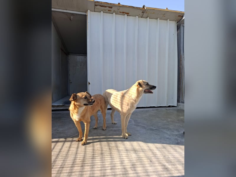 Kiko sucht ein Zuhause