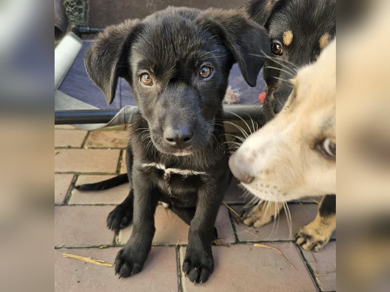 Welpe Tiny sucht seine Menschen (D/CH/LUX)