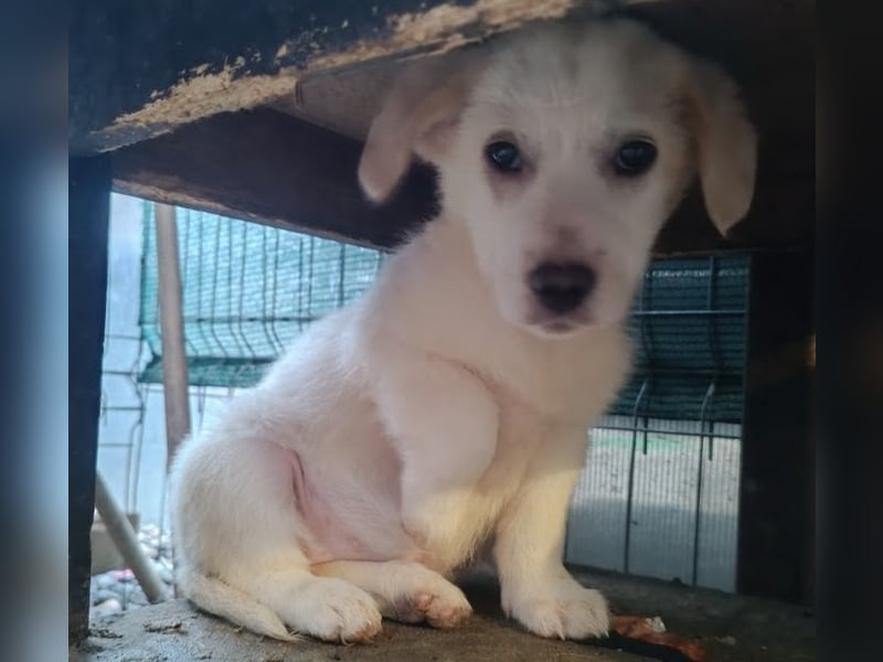 Zurückhaltendes Welpenmädchen Kimby