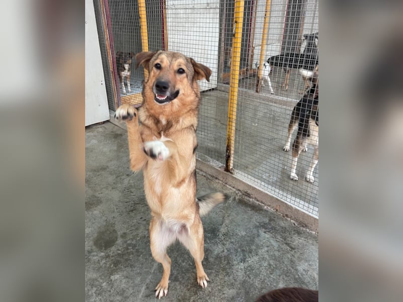 Pebbels - sanfte, liebevolle, treu Hündin (Vermittlung bundesweit)