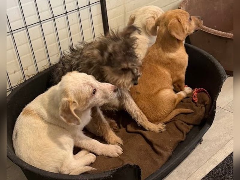 Schüchternes Welpenmädchen Anka