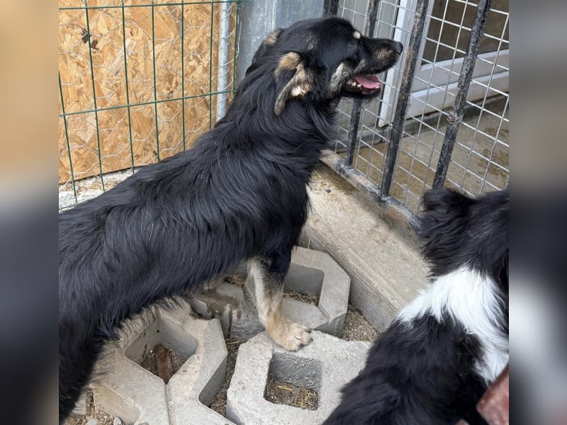 Welpe Spencer sucht sein Zuhause (DE/LUX/CH)