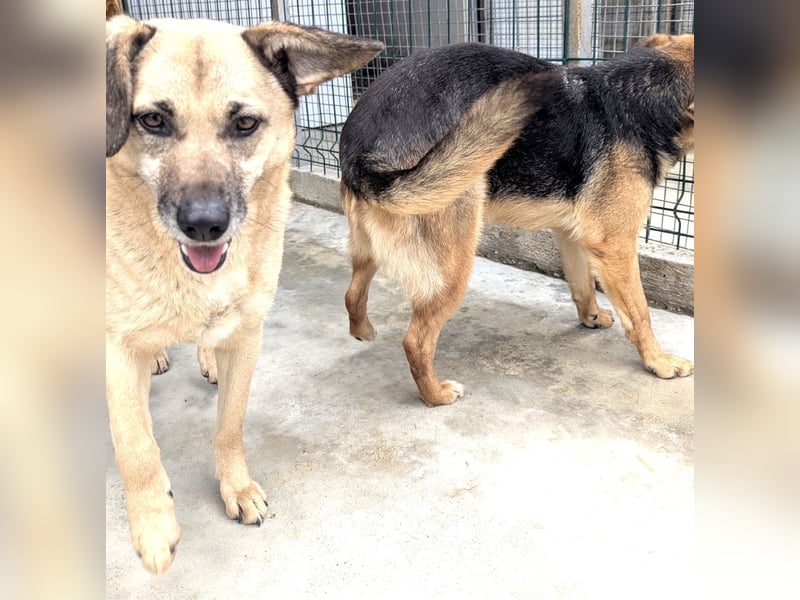 Kiko sucht ein Zuhause