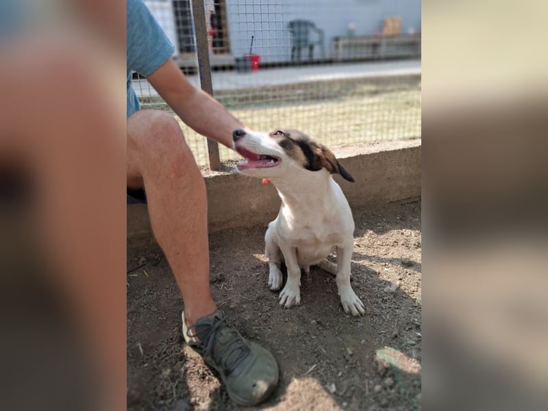 Jampa - lieber, freundlicher Bub!