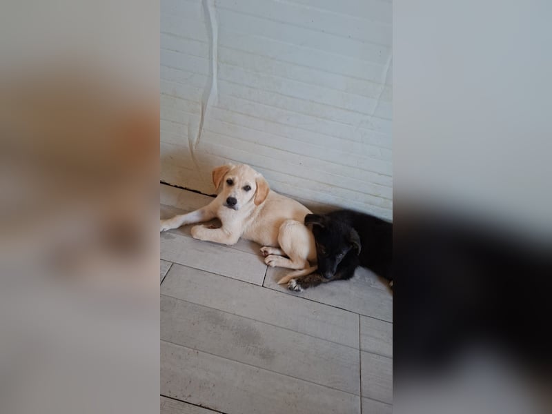 Welpe Colt - verspielt, freundlich, neugierig