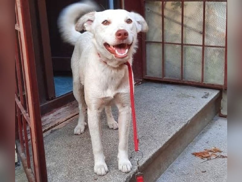 Nelly - freundliche, unkomplizierte Hündin