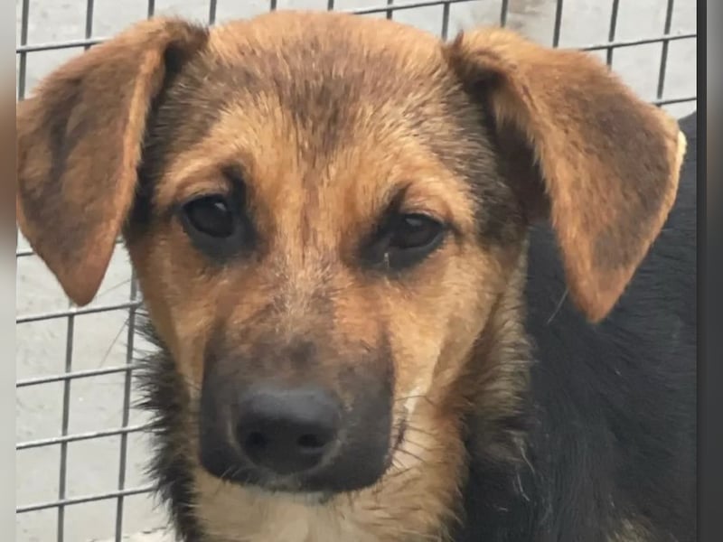 Luna - sanfte, zurückhaltende, junge Hündin sucht „ihre“ Menschen