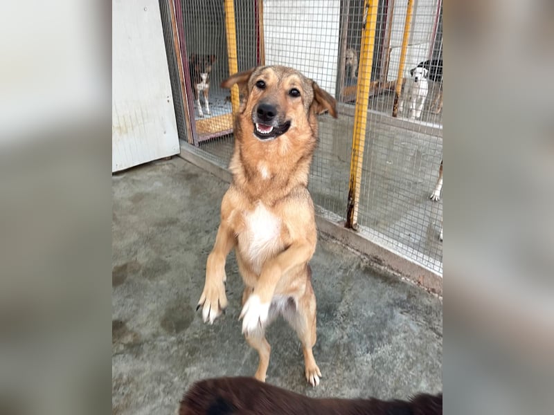 Pebbels - sanfte, liebevolle, treu Hündin (Vermittlung bundesweit)