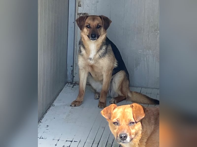 Luna - sanfte, zurückhaltende, junge Hündin sucht „ihre“ Menschen