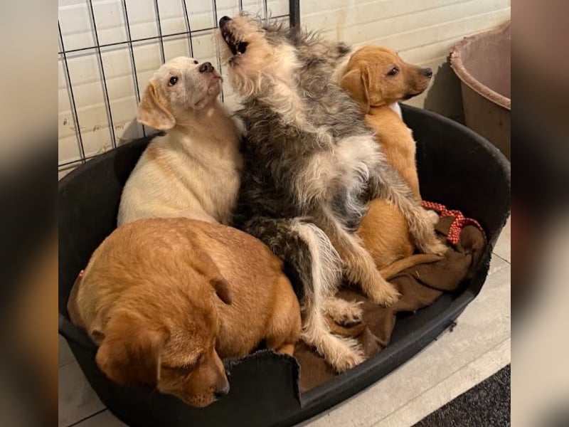 Schüchternes Welpenmädchen Anka