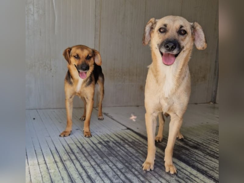 Luna - sanfte, zurückhaltende, junge Hündin sucht „ihre“ Menschen