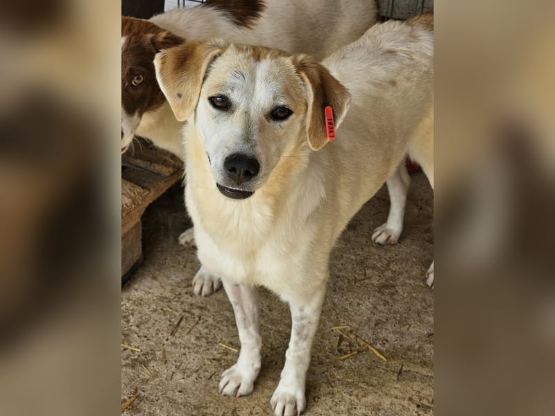 Freya - zurückhaltende, kluge Junghündin sucht Körbchen!