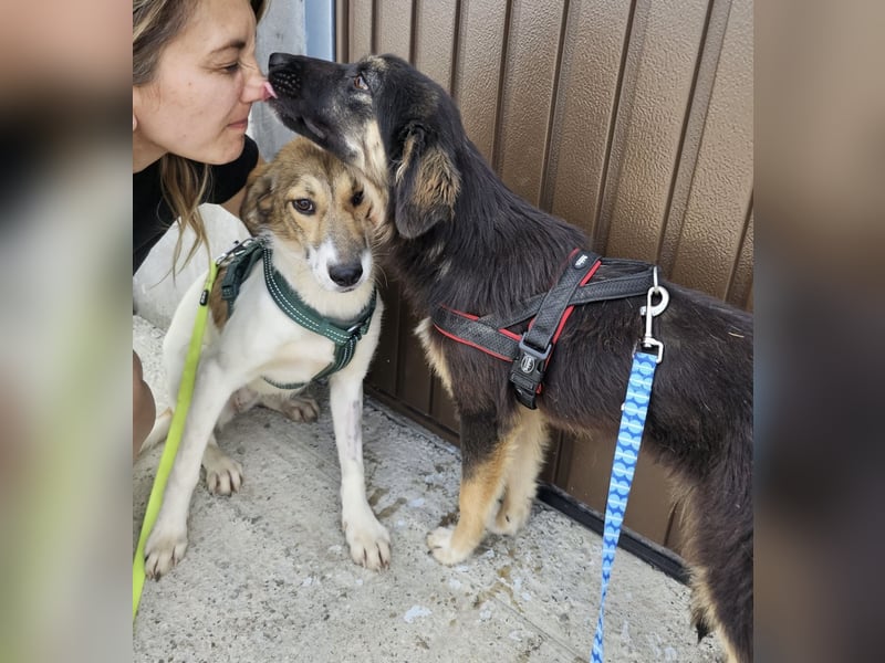 Junghündin Nila sucht einfühlsames Zuhause (D/CH/LUX)