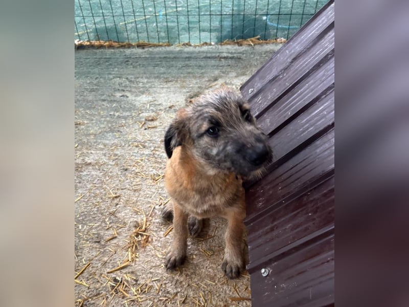 Molly - verspieltes, offenes Welpenmädchen