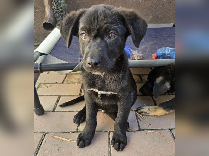 Welpe Tiny sucht seine Menschen (D/CH/LUX)
