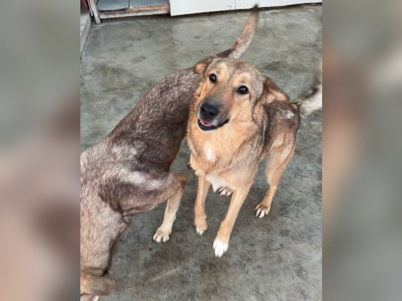 Pebbels - sanfte, liebevolle, treu Hündin (Vermittlung bundesweit)