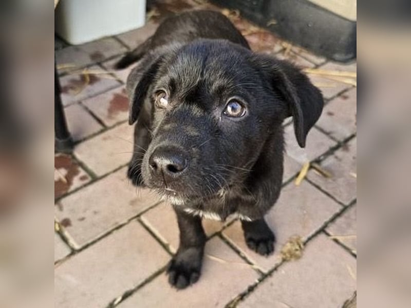 Welpe Tiny sucht seine Menschen (D/CH/LUX)
