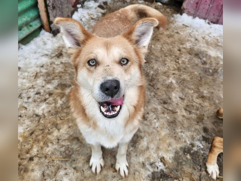 Schmusebacke Ruba - aus der Tötung gerettet