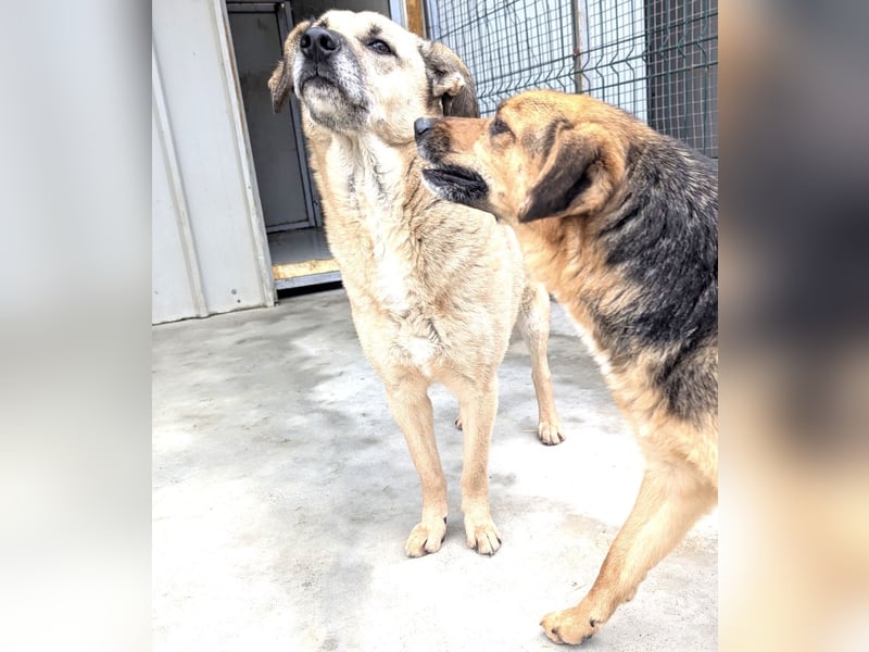 Kiko sucht ein Zuhause