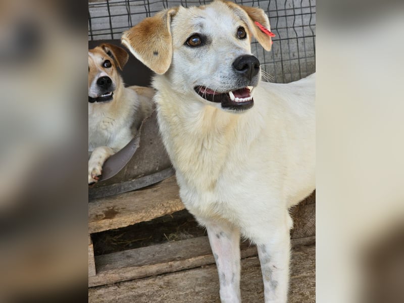 Freya - zurückhaltende, kluge Junghündin sucht Körbchen!