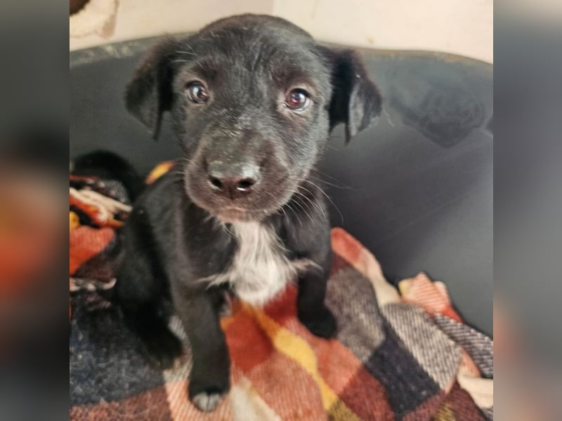 Welpenbub Rudi sucht Familie ♥️